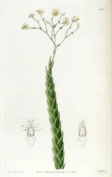 Lockhartia acuta (syn. Fernandezia acuta)